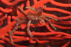 Achaeopsis spinulosa