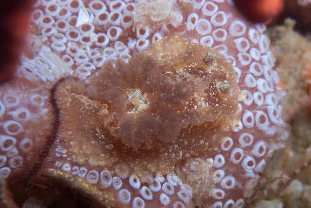 Chestnut Pump Dorid