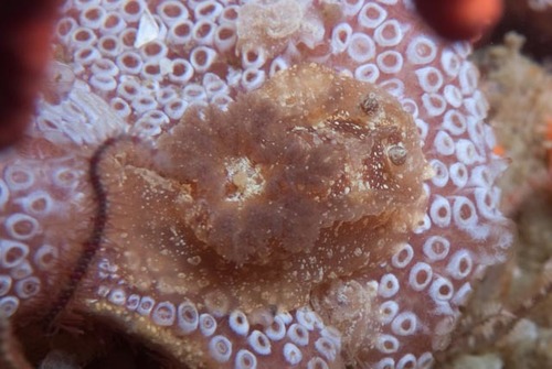 citrine nudibranch