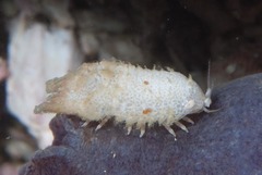 Exosphaeroma