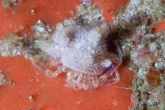 Anapagurus hendersoni