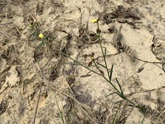 Crotalaria linifolia