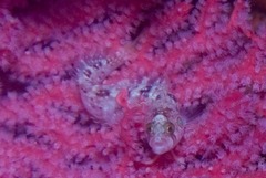 Pavoclinus profundus