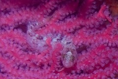 Pavoclinus profundus