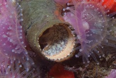 Thylacodes natalensis