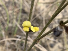 Crotalaria linifolia
