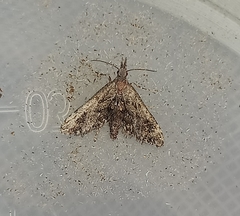 Isonomeutis amauropa