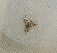 Isonomeutis amauropa