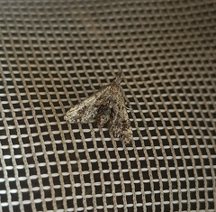 Isonomeutis amauropa
