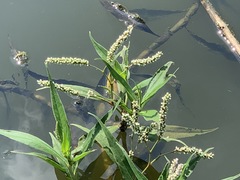 Persicaria pulchra