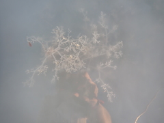 Amathia verticillata