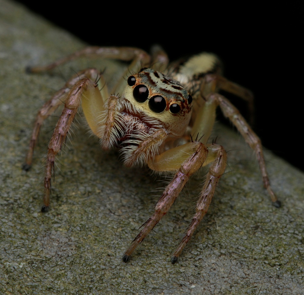 Striped Jumping Spiders from Cairns QLD, Australia on December 31, 2021 at 0144 PM by Daniel