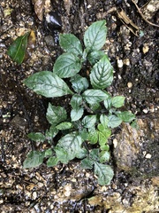 Plectranthus ciliatus