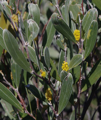 Acacia incanicarpa