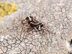 Attulus monstrabilis