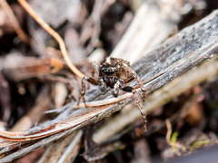 Attulus monstrabilis