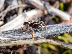 Attulus monstrabilis