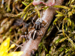 Attulus monstrabilis