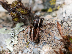 Attulus monstrabilis