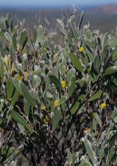 Acacia incanicarpa