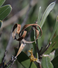 Acacia incanicarpa
