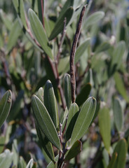 Acacia incanicarpa