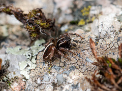 Attulus monstrabilis