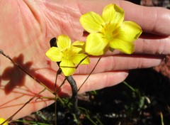 Linum heterostylum