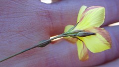 Linum heterostylum