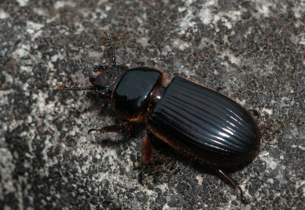 Aceraius grandis