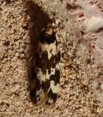 Barea confusella