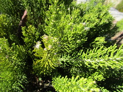 Dolichothrix ericoides