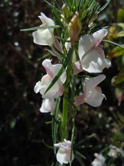 Misopates calycinum