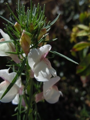 Misopates calycinum