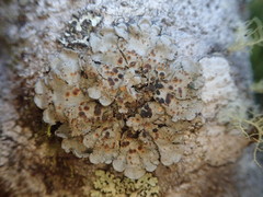 Coccocarpia erythroxyli