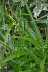 Bulbine latifolia latifolia