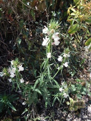 Misopates calycinum
