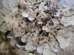 Coccocarpia erythroxyli