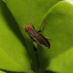Cephaloconus cyprinus
