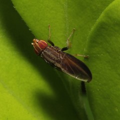 Cephaloconus cyprinus