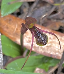 Chiloglottis anaticeps