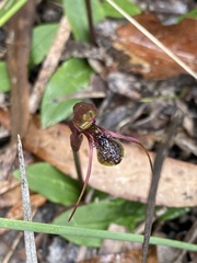 Chiloglottis anaticeps