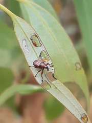 Euops falcata