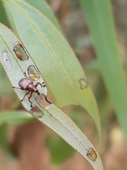 Euops falcata