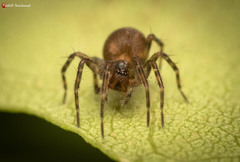 Hahnia tabulicola