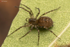 Hahnia tabulicola