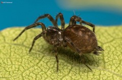 Hahnia tabulicola