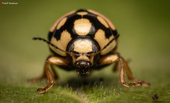 Cryptocephalus