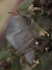 Teratodes monticollis