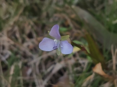 Murdannia loriformis